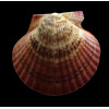 flabellum 53,0mm