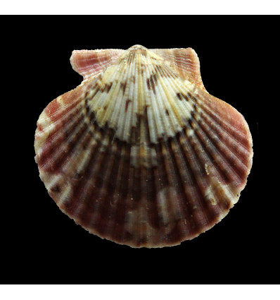 flabellum 45,0mm