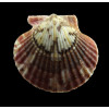 flabellum 45,0mm