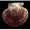 flabellum 45,0mm
