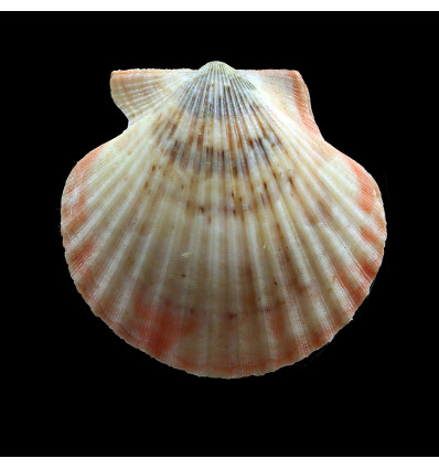 flabellum 53,0mm