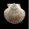flabellum 53,0mm