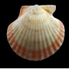 flabellum 53,0mm