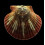 flabellum 53,0mm