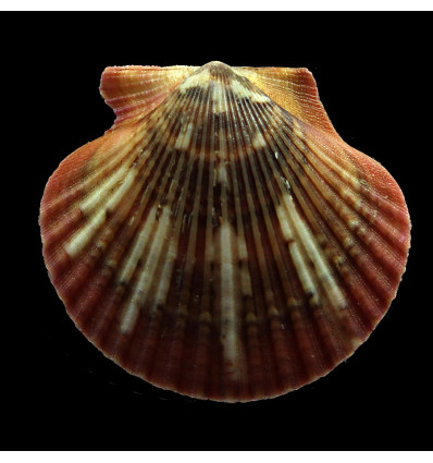 flabellum 53,0mm