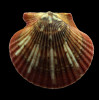 flabellum 53,0mm