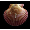 flabellum 53,0mm