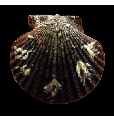 flabellum 62,0mm SUPERB
