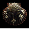 flabellum 62,0mm SUPERB