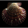 flabellum 62,0mm SUPERB