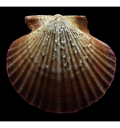 flabellum 63,0mm BIG