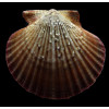 flabellum 63,0mm BIG