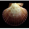 flabellum 63,0mm BIG