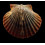 flabellum 66,0mm GIANT