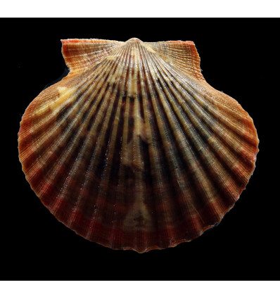 flabellum 66,0mm GIANT