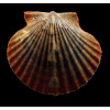 flabellum 66,0mm GIANT