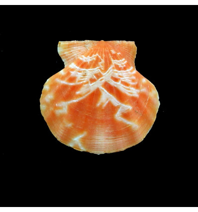 glaber 37,0mm