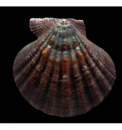 arthriticus 94,6mm DARK