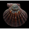 arthriticus 94,6mm DARK