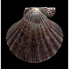 arthriticus 94,6mm DARK