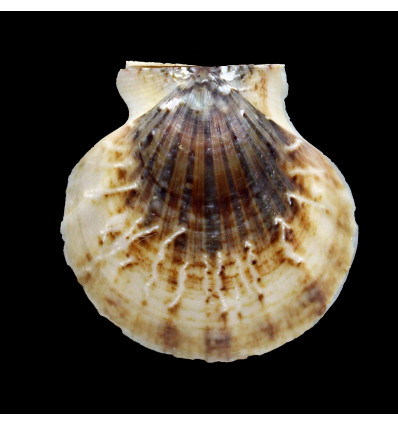 glaber 74,5mm GIANT