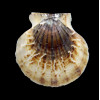 glaber 74,5mm GIANT