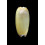 vidua lutea 48,7mm RARE