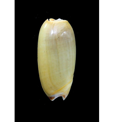 vidua lutea 48,7mm RARE