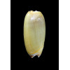 vidua lutea 48,7mm RARE