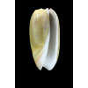 vidua lutea 48,7mm RARE