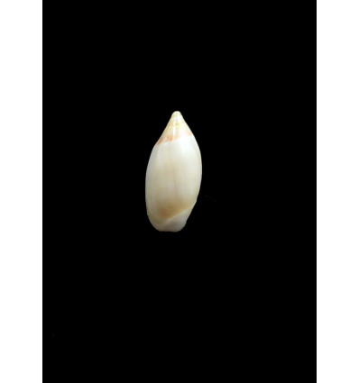 adelphe 16,0mm