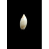 adelphe 16,0mm