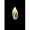adelphe 16,0mm