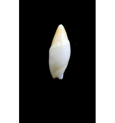 allaryi 18,35mm RARITY