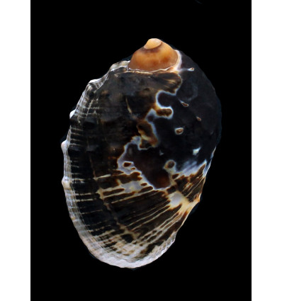 patula 72,0mm