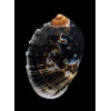 patula 72,0mm