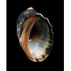 patula 72,0mm