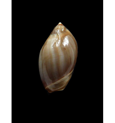 castanea 34,0mm DARK