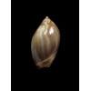 castanea 34,0mm DARK