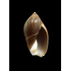 castanea 34,0mm DARK