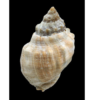 haemastoma 93,0mm GIANT