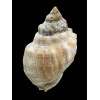 haemastoma 93,0mm GIANT