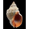 haemastoma 93,0mm GIANT