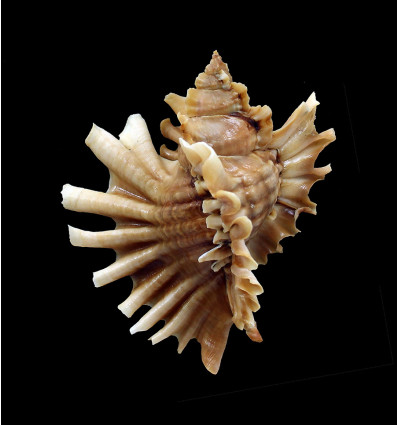 burnetti 104,0mm GIANT