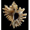 burnetti 104,0mm GIANT