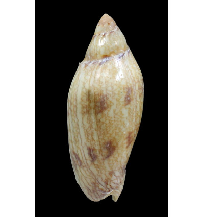 praetexta 74,0mm