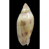 praetexta 74,0mm