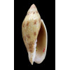 praetexta 74,0mm