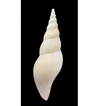clarkei 81,0mm