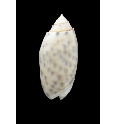 maculata 51,6mm BIG